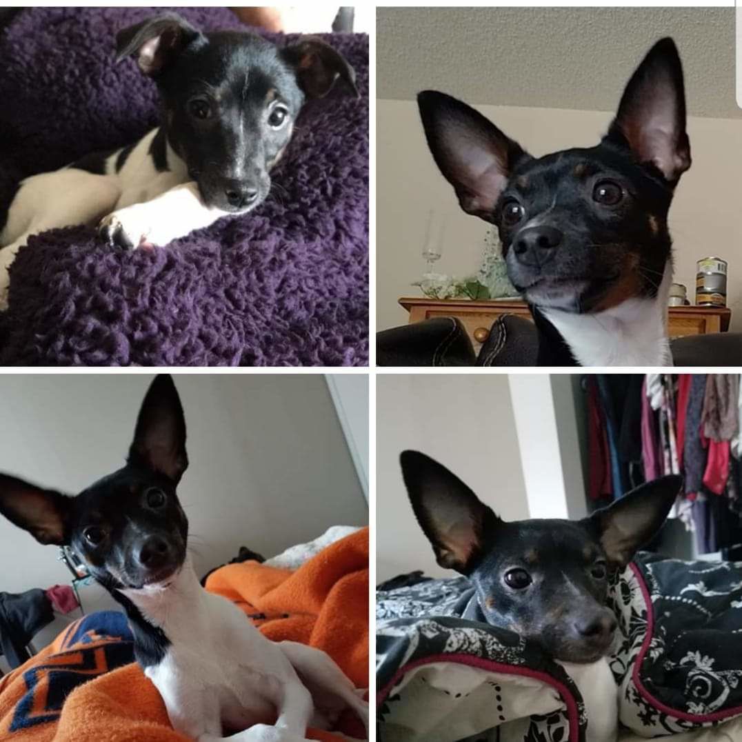 Stella